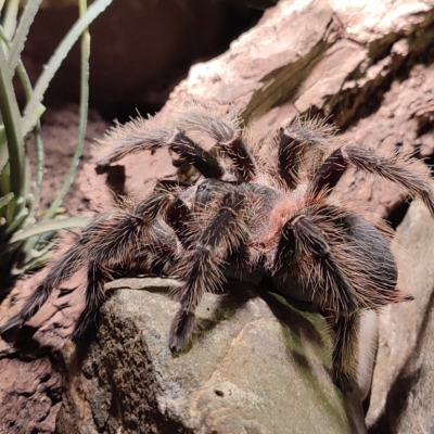 Lasiodora parahybana - De Zonnegloed - Dierenpark - Dieren opvangcentrum - Sanctuary